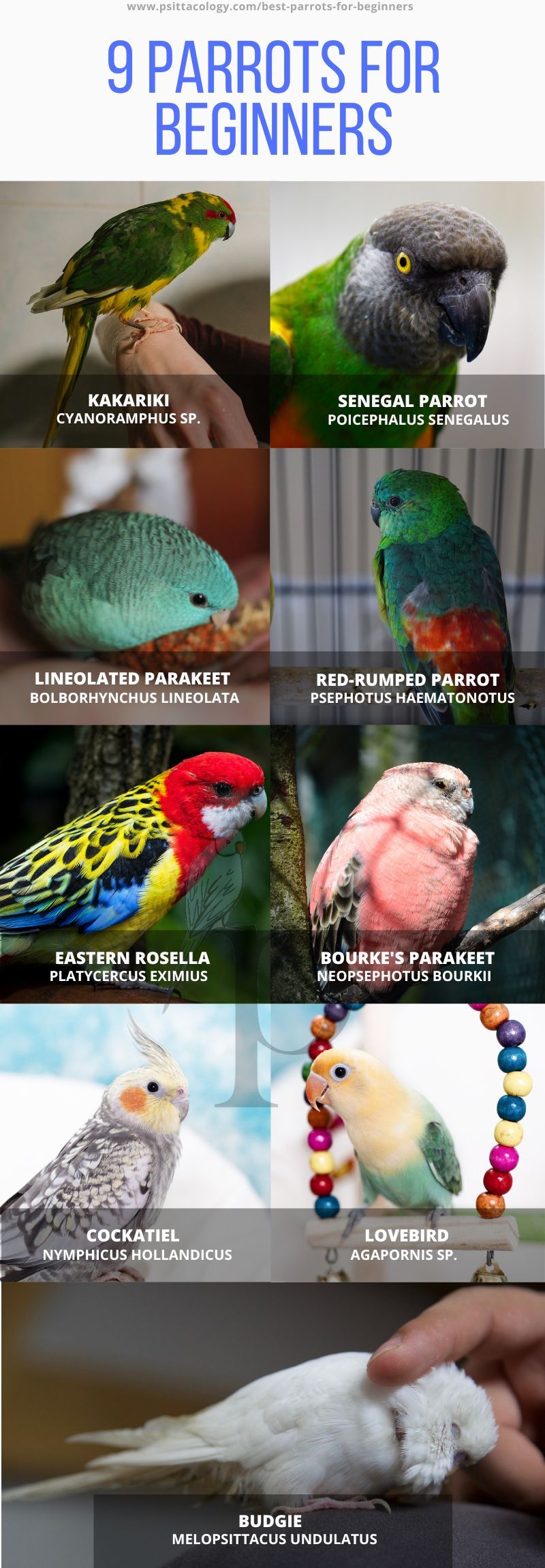 Infographic showing 9 parrot species for beginners