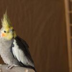 Male cockatiel parrot against brown background