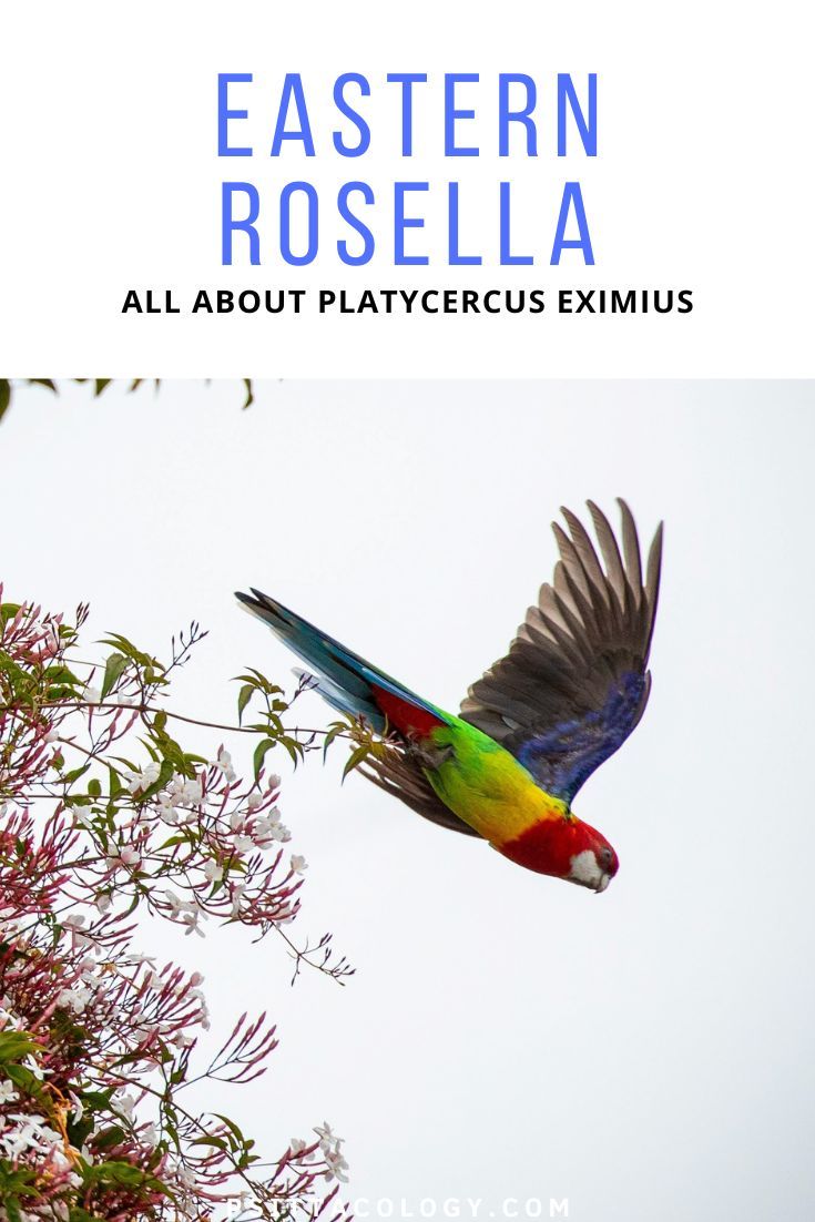 Flying colorful parrot with text above it saying: Eastern rosella | All about Platycercus eximius
