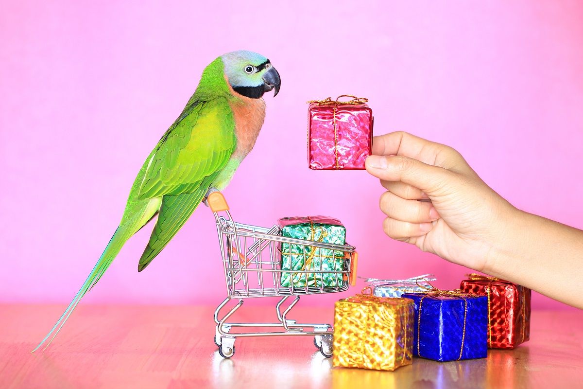 Parrot on mini shopping cart being offered a shiny gift package