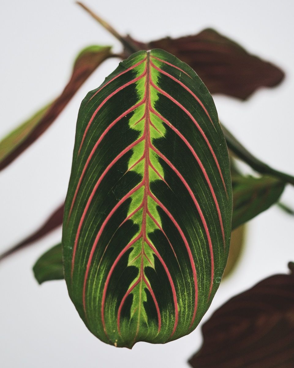 Maranta leuconeura houseplant