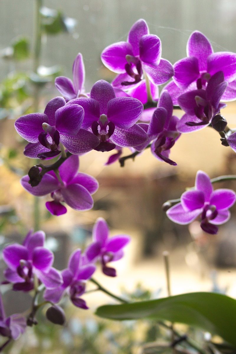Phalaenopsis orchid houseplant