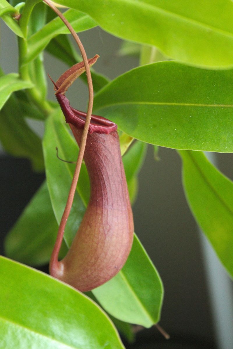 Nepenthes carnivorous houseplant