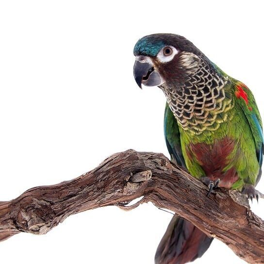 Isolated image of painted conure (Pyrrhura picta) perched on a branch.