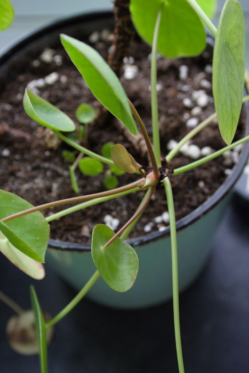 Pilea peperomioides houseplant
