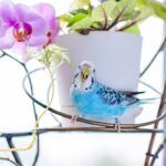 A blue budgie surrounded by parrot-safe houseplants.