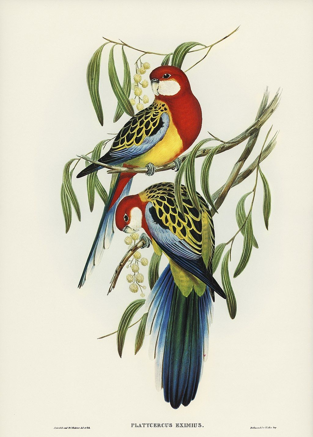 Platycercus eximius illustration from Gould's Birds of Australia