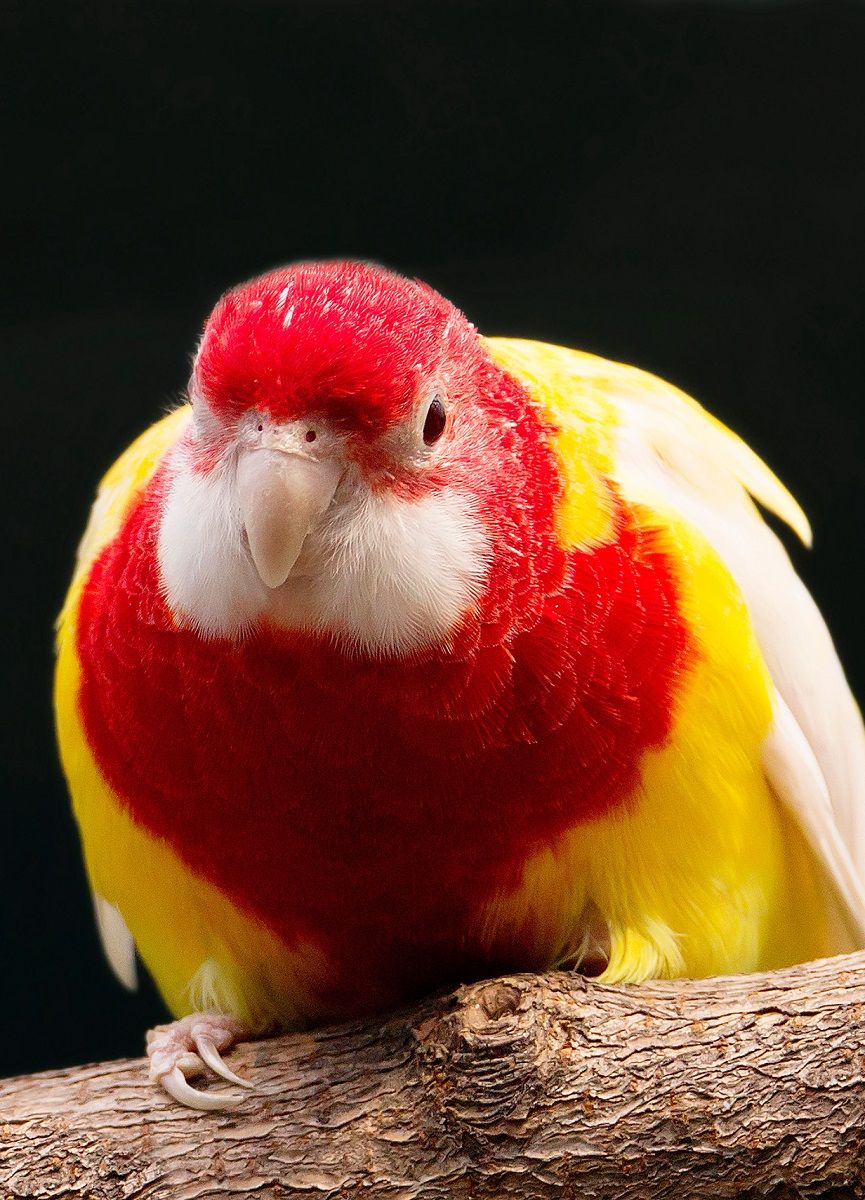 Selectively bred red and yellow color variety of the eastern rosella parrot.