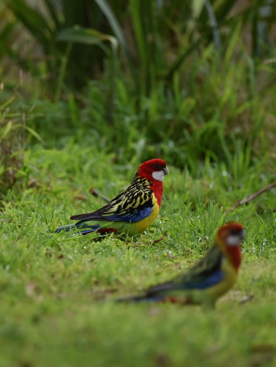 Two eastern rosella parrots sitting in the grass