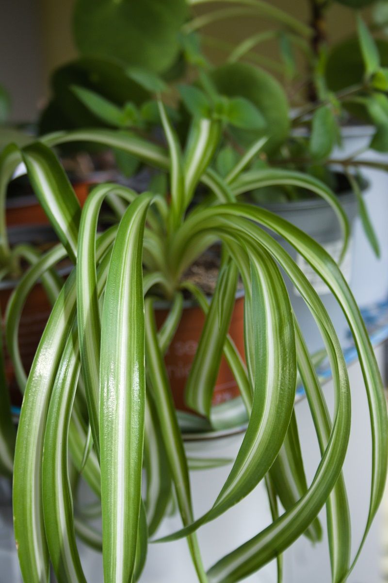 Chlorophytum comosum houseplant