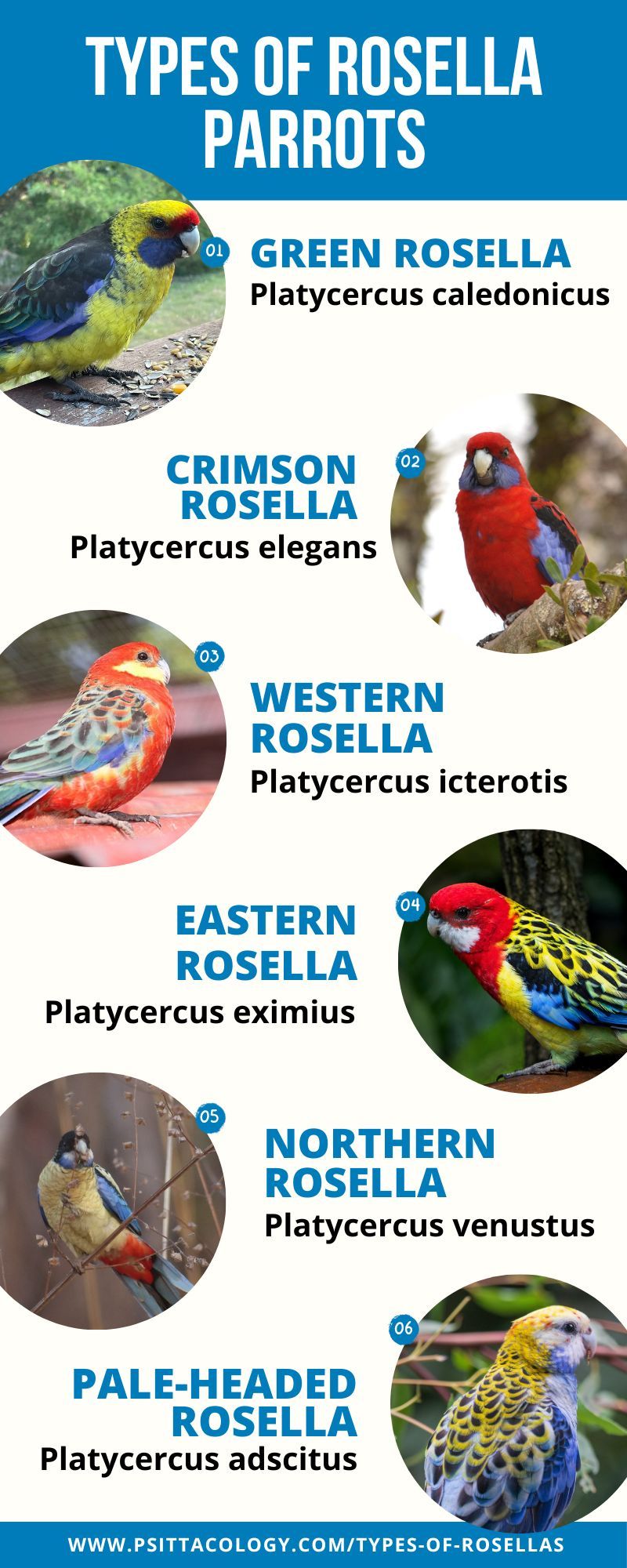 Infographic with photos showing the 6 different types of rosellas (parrots of the genus Platycercus)