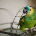 Amazon parrot sitting on top of its cage