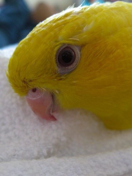 Yellow lutino lineolated parakeet