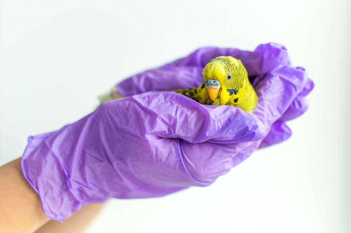Purple-gloved hands holding a sick yellow budgie parrot