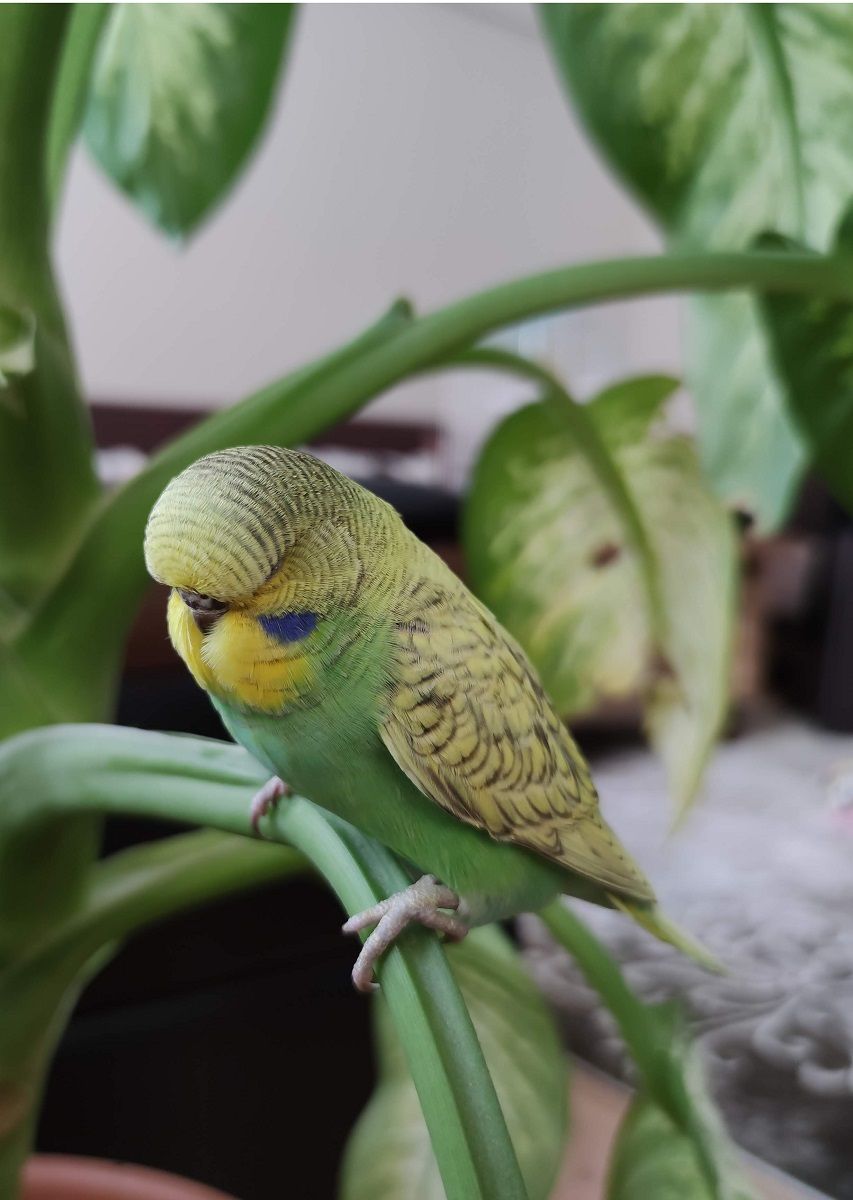 English budgie parrot sitting on a plant