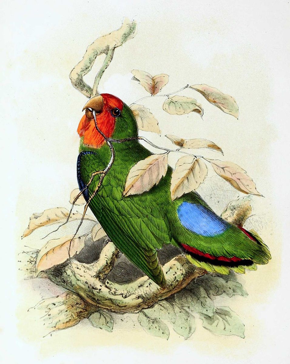 1869 illustration of a red-headed lovebird by John Gerrard Keulemans. 