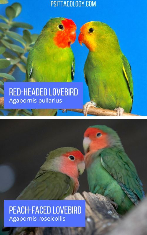 Split image showing comparison between red-headed lovebird (top) and peach-faced lovebird (bottom)