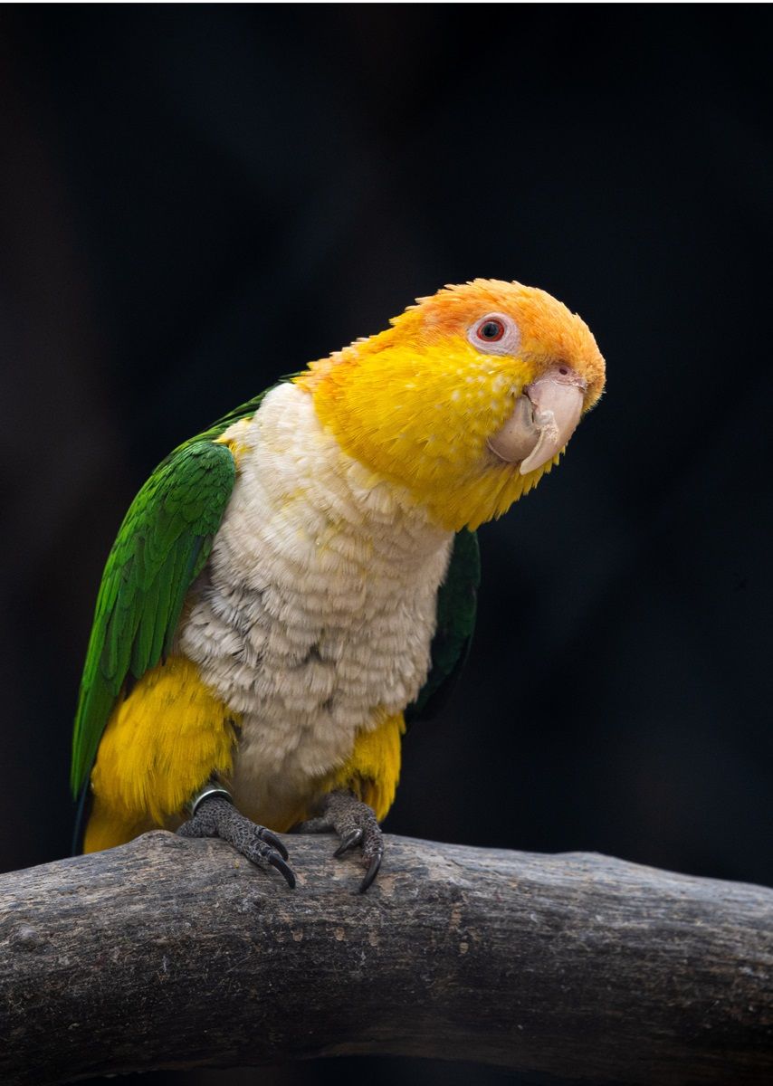 Portrait of a Pionites leucogaster parrot sitting on a branch.