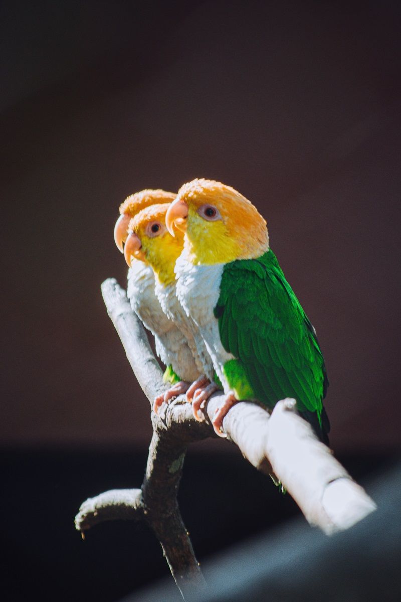 Three white-bellied caique parrots sitting in a row on a branch.
