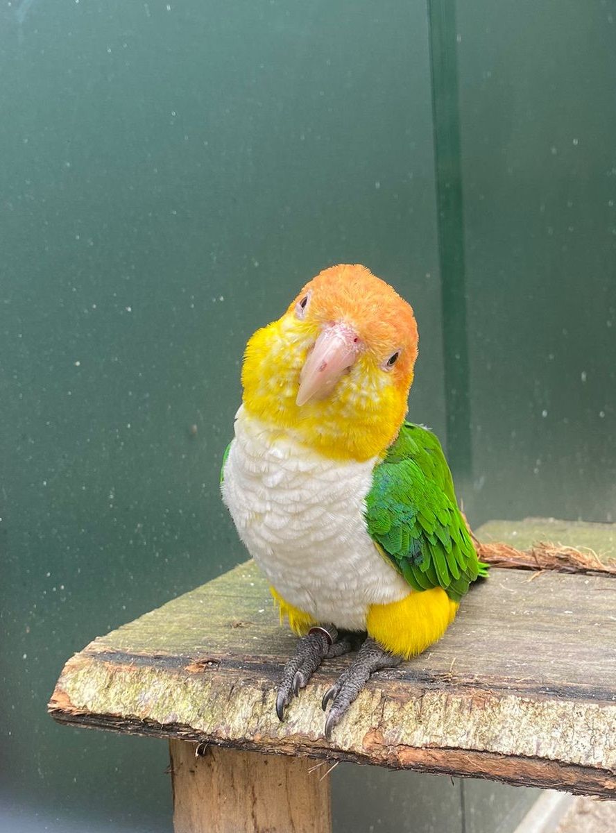 Caique parrot sitting in an aviary.