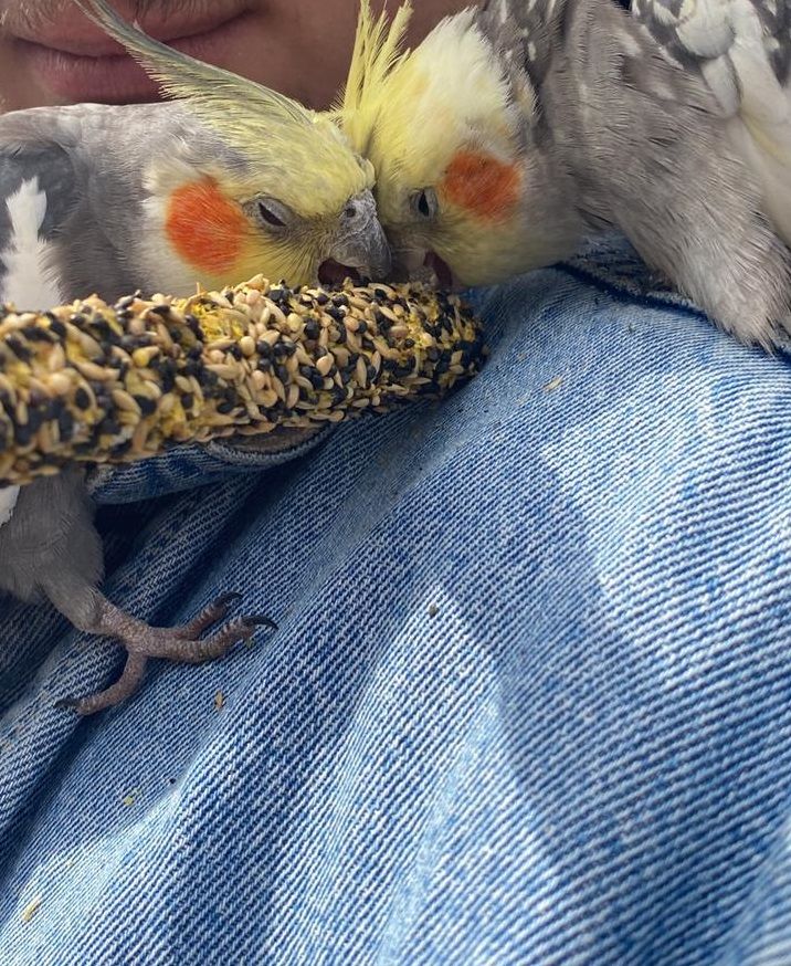 Cockatiel parrots on someone's shoulder eating from a seed stick.