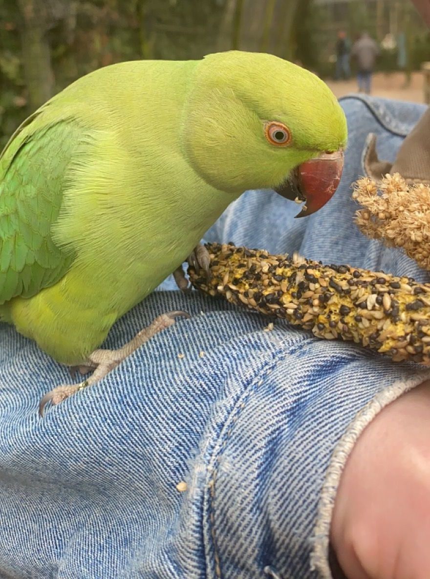 Indian ringneck parrot eating a seed stick snack.