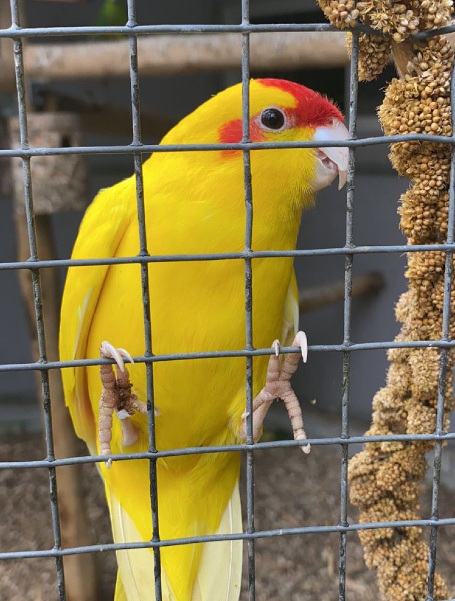 Caged kakariki parrot next to a millet spray.