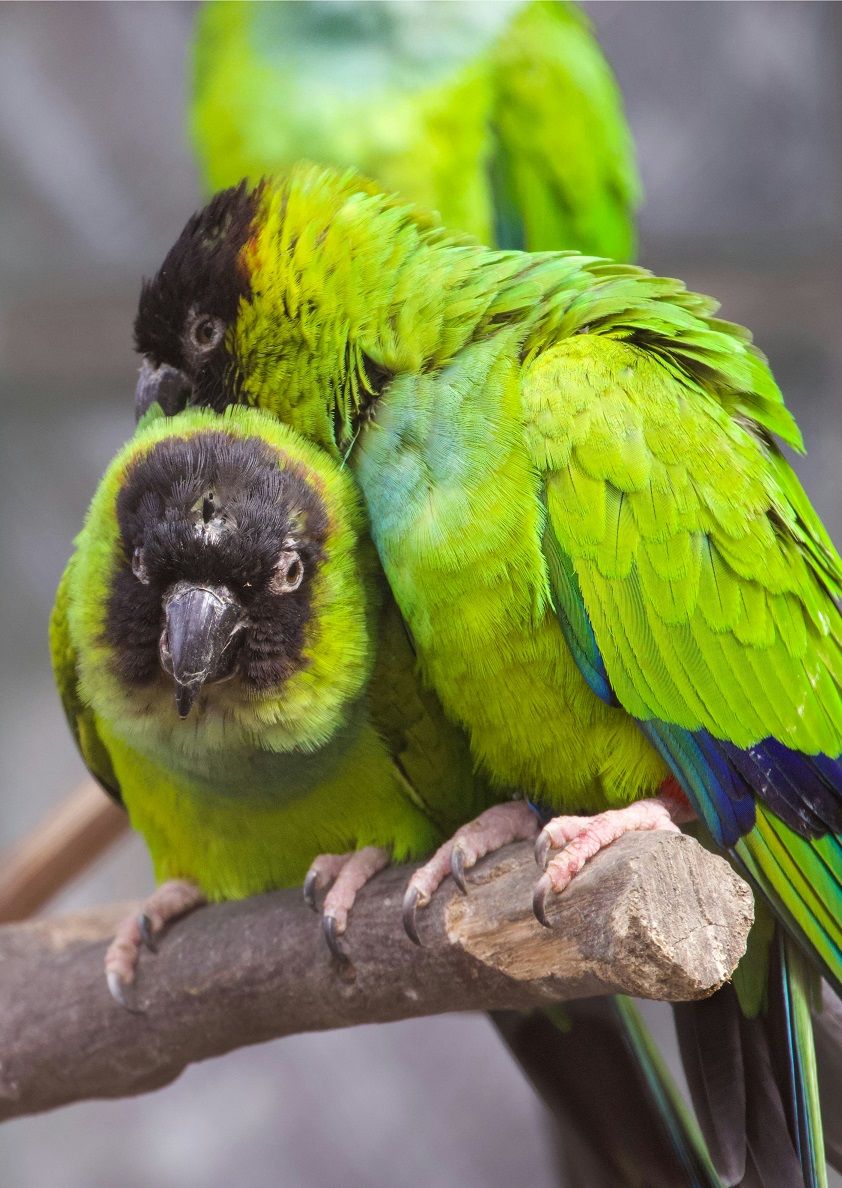 Two black-hooded conure parrots cuddling on a perch.