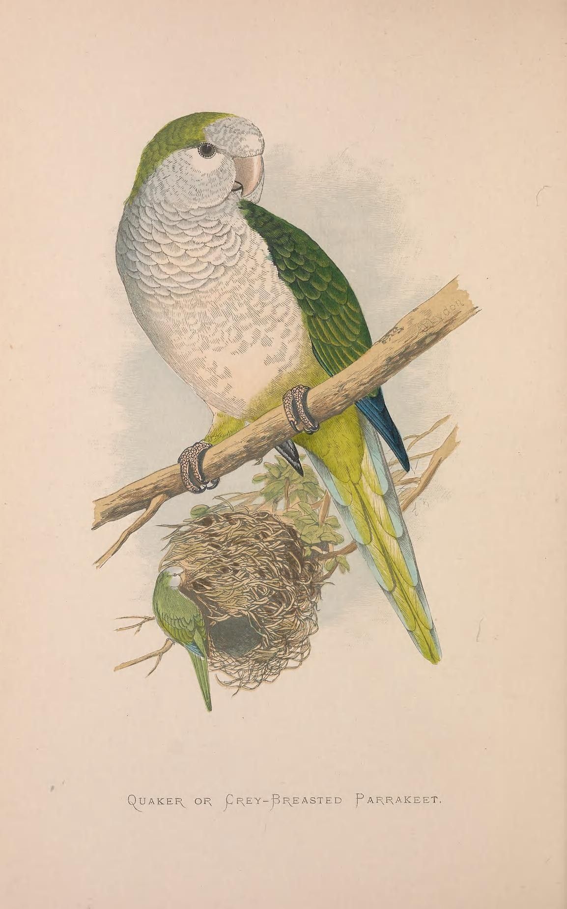 Vintage illustration of Myiopsitta monachus, labeled "quaker or grey-breasted parrakeet".