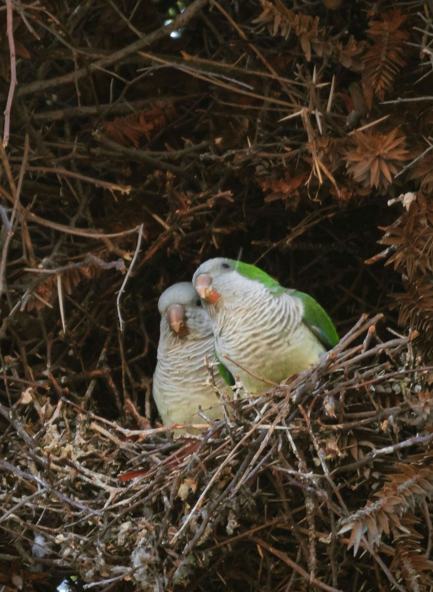 Pair of quaker parrots in their nest in a pine tree.